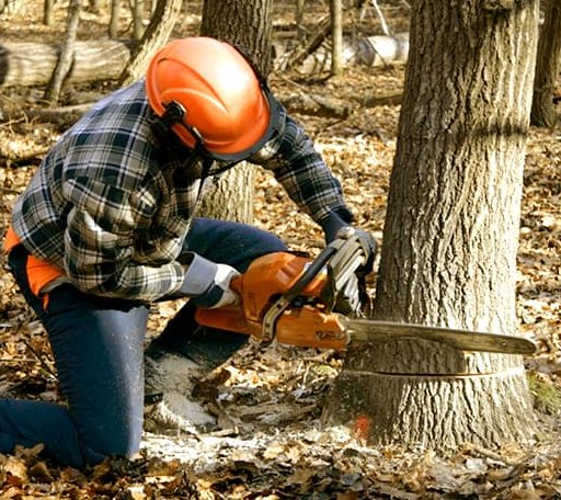 Tree Removal in Red House, VA